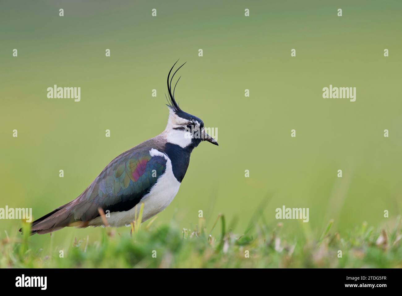 Kiebitz, Vanellus vanellus, Pavoncella Foto Stock