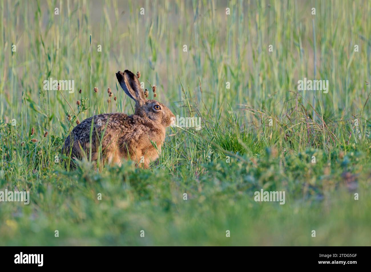 Feldhase, Lepus europaeus, Lepre marrone europea Foto Stock