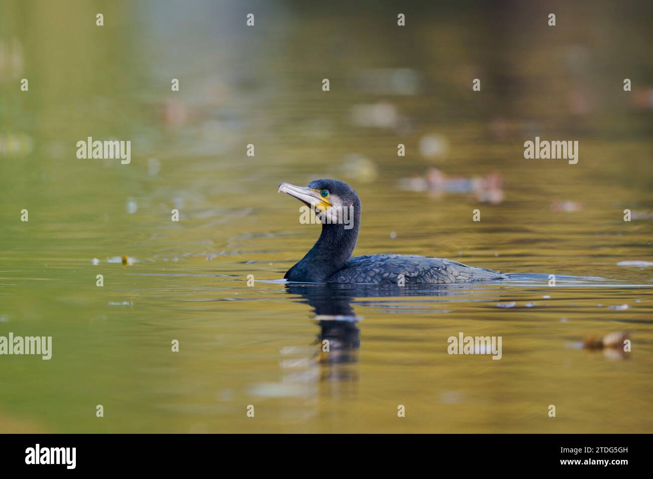 Kormoran, Phalacrocorax carbo, grande cormorano nero Foto Stock