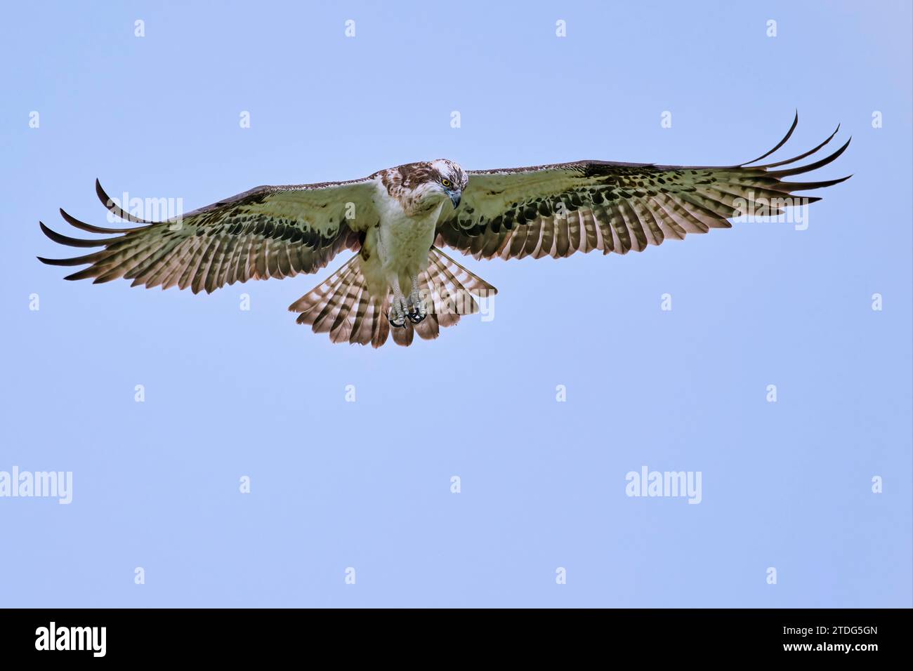 Fischadler, Pandion haliaetus, Western Osprey Foto Stock