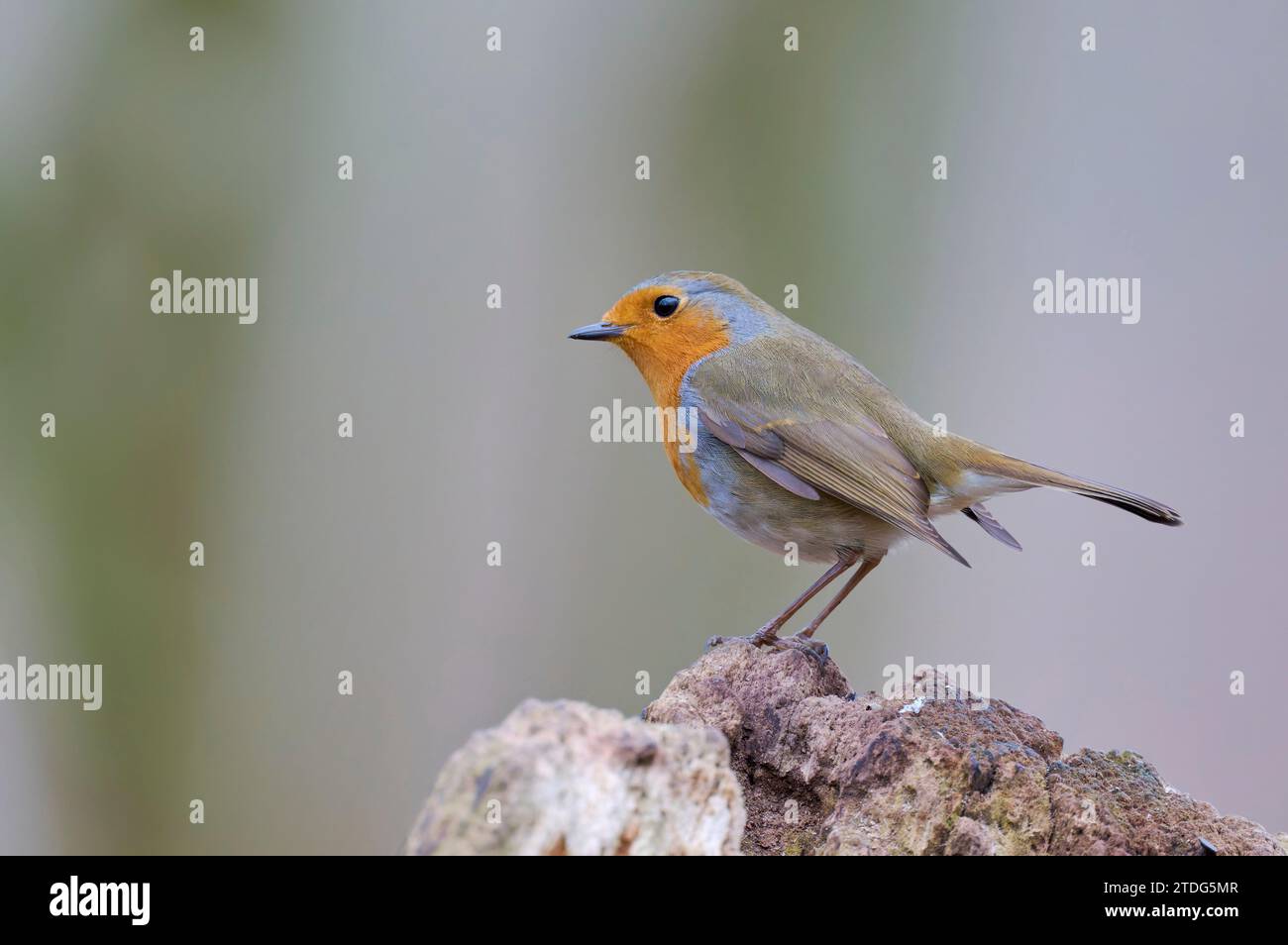 Rotkehlchen, Erithacus rubecula, Robin Foto Stock