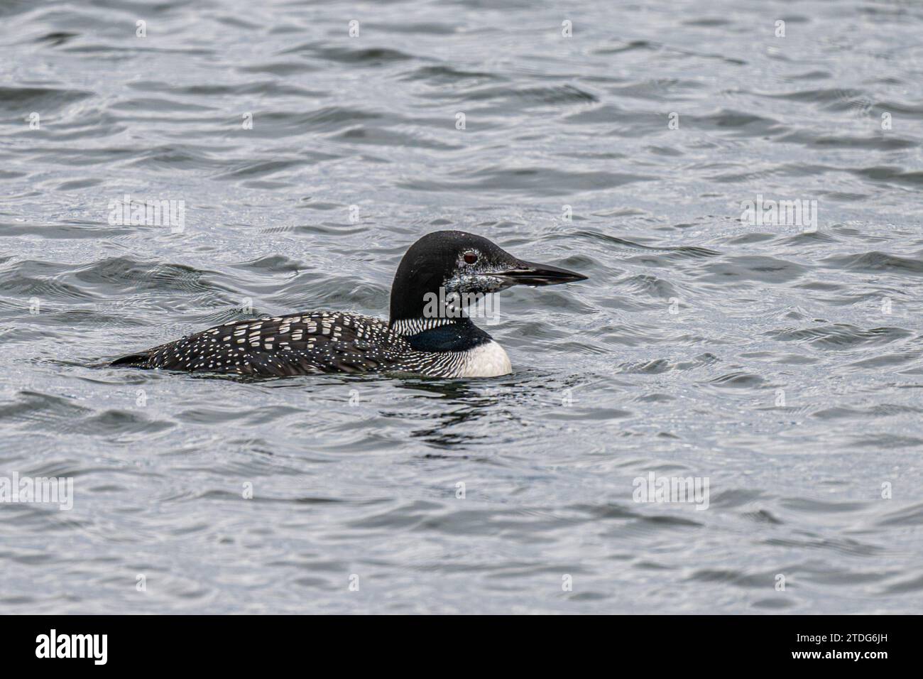 Comune di Loon o grande immersione settentrionale (Gavia immer) Foto Stock