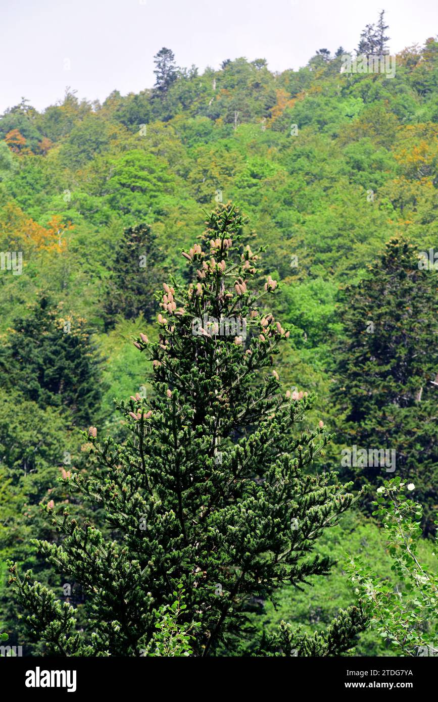 Abete rosso (Abies alba) con coni. Valle di Boi, provincia di Lleida, Catalogna, Spagna. Foto Stock