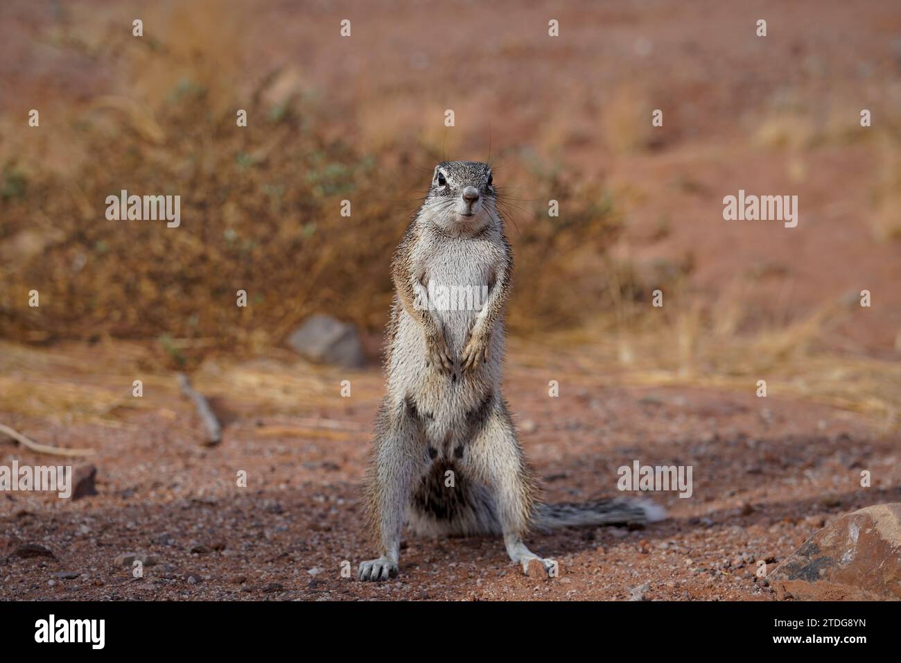 Scoiattolo macinato in piedi sulle zampe posteriori nel deserto, Twyfelfontein, Namibia Foto Stock