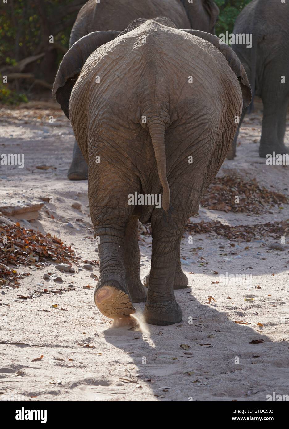 Il dorso dell'elefante africano che si allontana dalla telecamera, Damaraland, Namibia Foto Stock