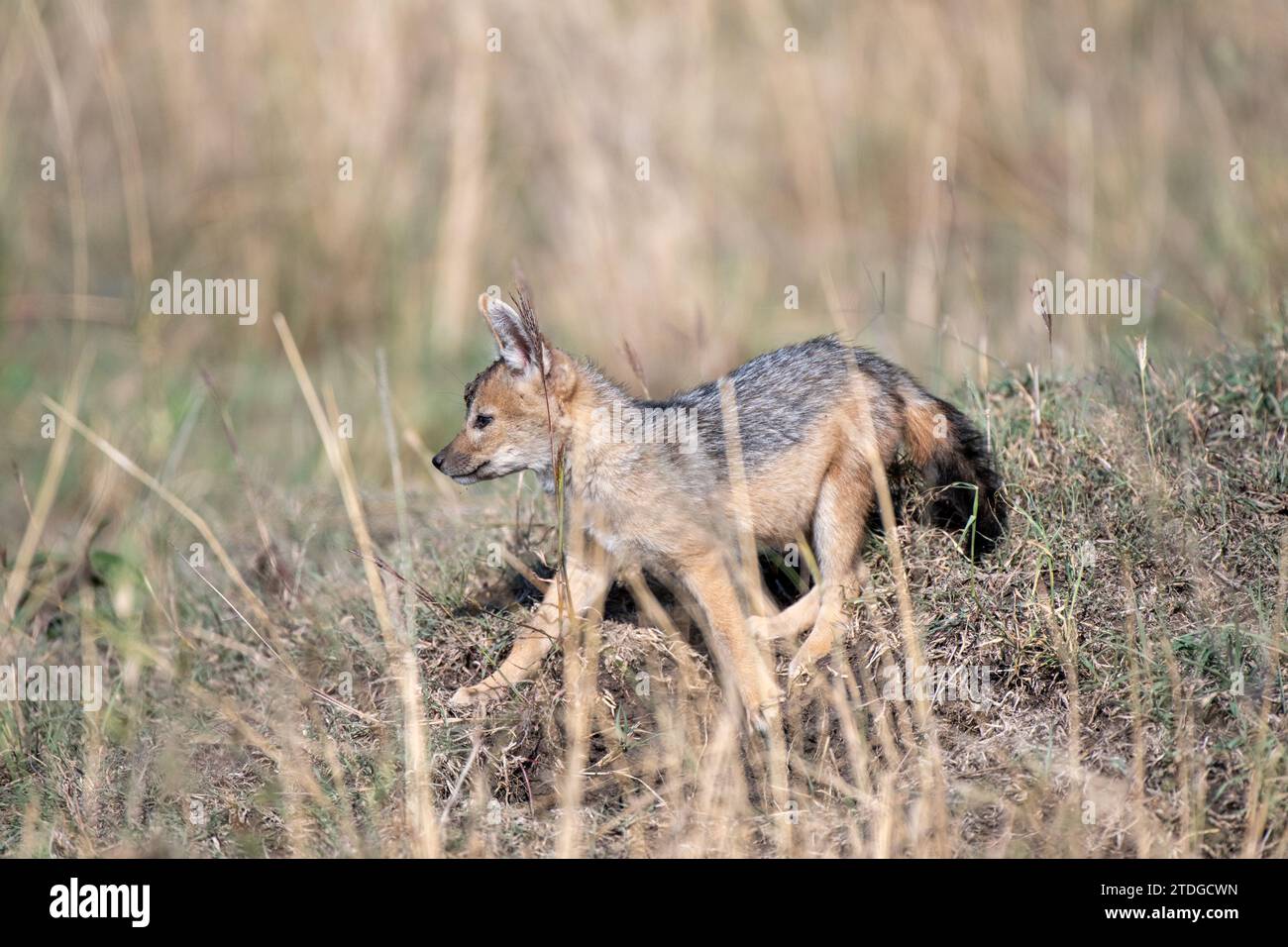 Cucciolo di jackal con spalle argentate vicino al den Foto Stock