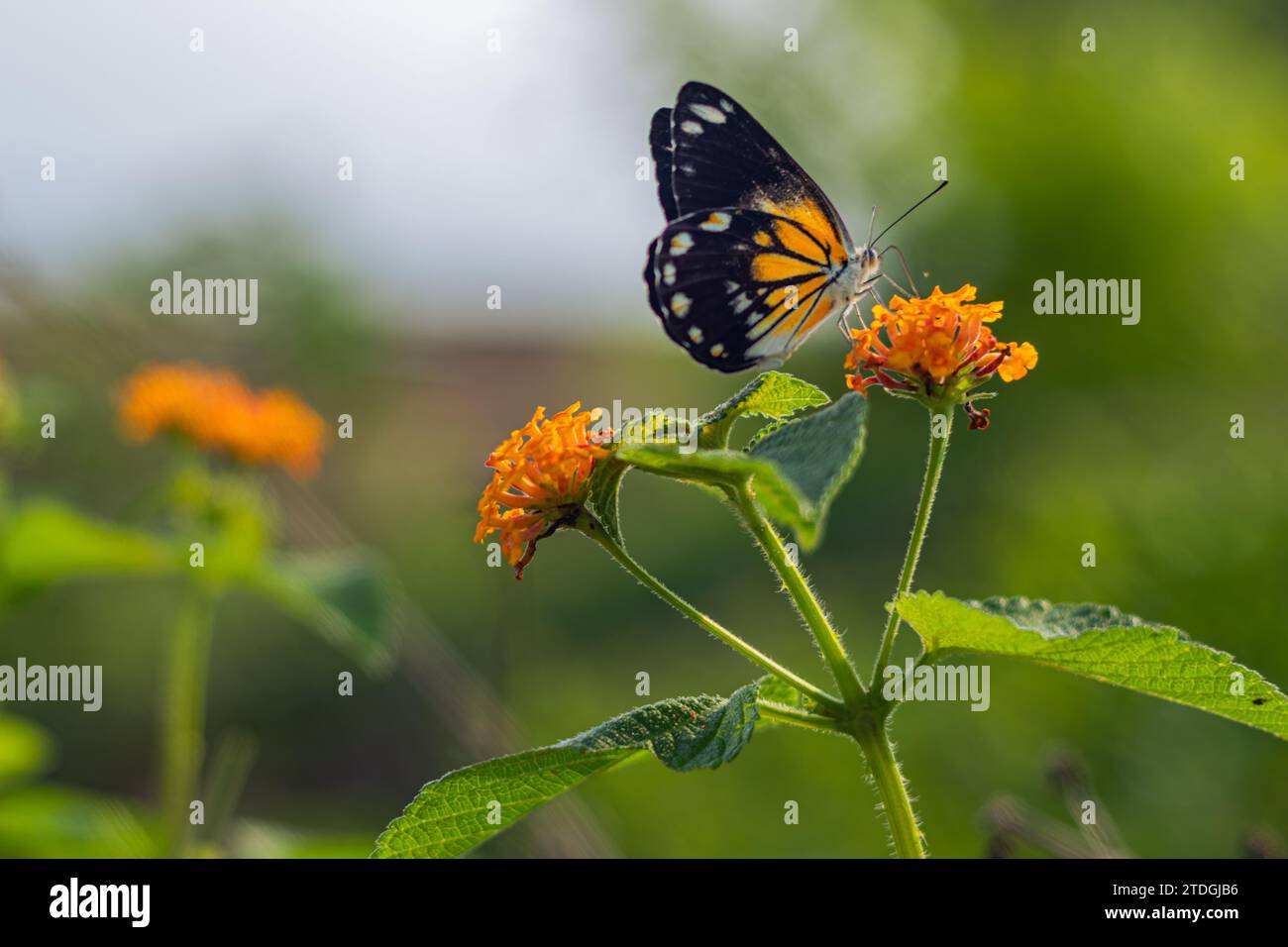 Cappero bianco belenois giava - bella farfalla che succhia il nettare dei fiori di Lantana camara sulla spiaggia al mattino. Foto Stock