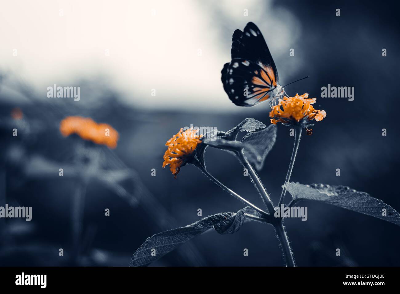 Cappero bianco belenois giava - bella farfalla che succhia il nettare dei fiori di Lantana camara sulla spiaggia al mattino. Foto Stock
