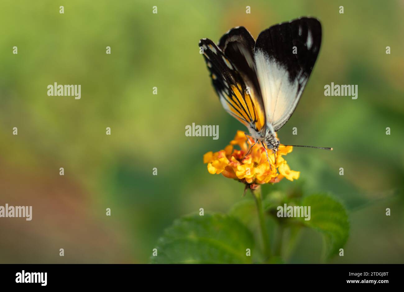 Cappero bianco belenois giava - bella farfalla che succhia il nettare dei fiori di Lantana camara sulla spiaggia al mattino. Foto Stock