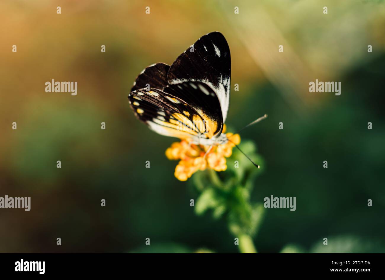 Cappero bianco belenois giava - bella farfalla che succhia il nettare dei fiori di Lantana camara sulla spiaggia al mattino. Foto Stock