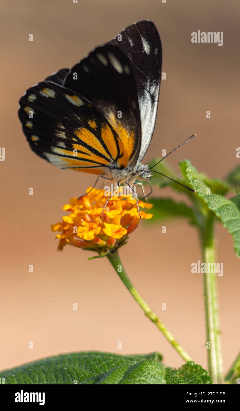 Cappero bianco belenois giava - bella farfalla che succhia il nettare dei fiori di Lantana camara sulla spiaggia al mattino. Foto Stock