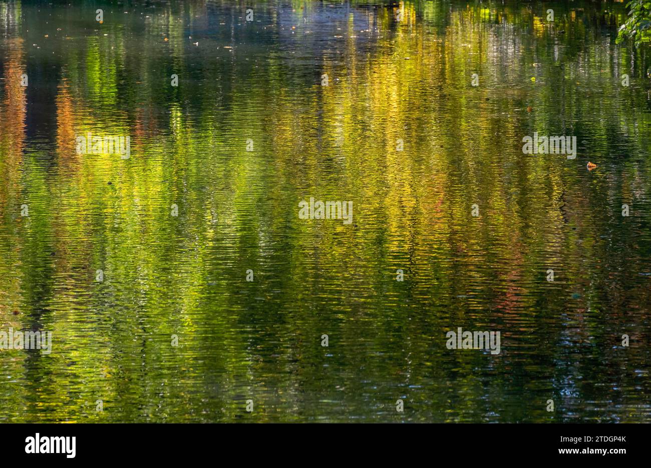 Riflessi, riflessi d'acqua su un fossato del castello, autunno, consistenza, sfondo, riempimento formato, MUENSTERLAND, Renania settentrionale-Vestfalia, Germania Foto Stock