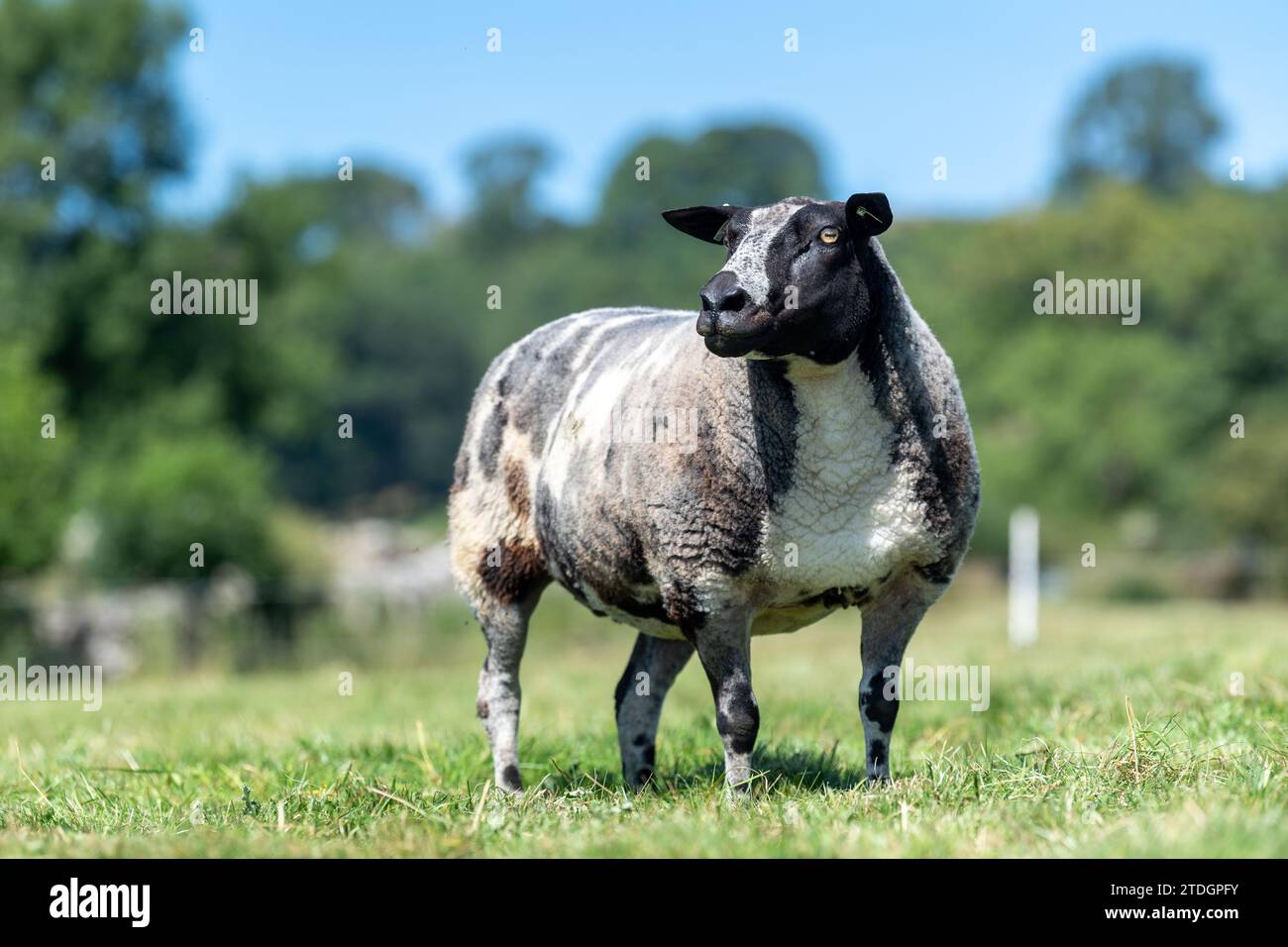 Gregge di pecore maculate olandesi al pascolo, Cumbria, Regno Unito. Le beghe sono state orginate dall'Olanda prima di essere importate nel Regno Unito. Foto Stock