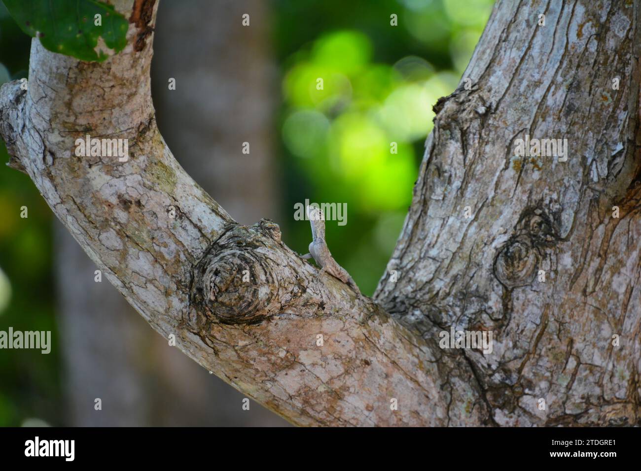 Una lucertola seduta su un albero e prendere il sole in Thailandia Foto Stock