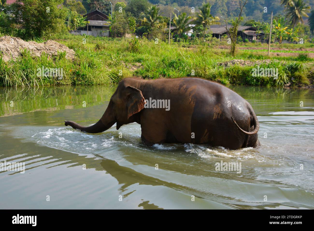 Elefante asiatico, durata prevista: 48 anni, lunghezza: 5,5 - 6,5 m (adulti, compreso il tronco, lunghezza del corpo), altezza: 2,8 m (maschio) Foto Stock