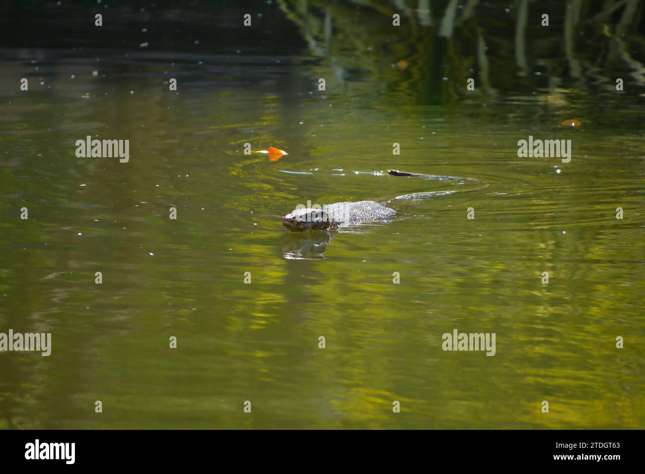 Il monitor dell'acqua, (Varanus salvator) la grande specie di lucertola di monitoraggio Thailandia Foto Stock