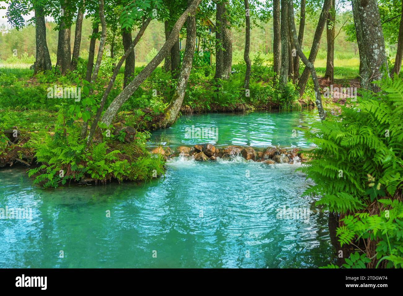 Alla sorgente del fiume della foresta Foto Stock