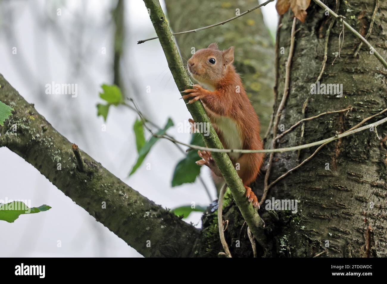 Scoiattolo rosso eurasiatico (Sciurus vulgaris), giovane animale Foto Stock