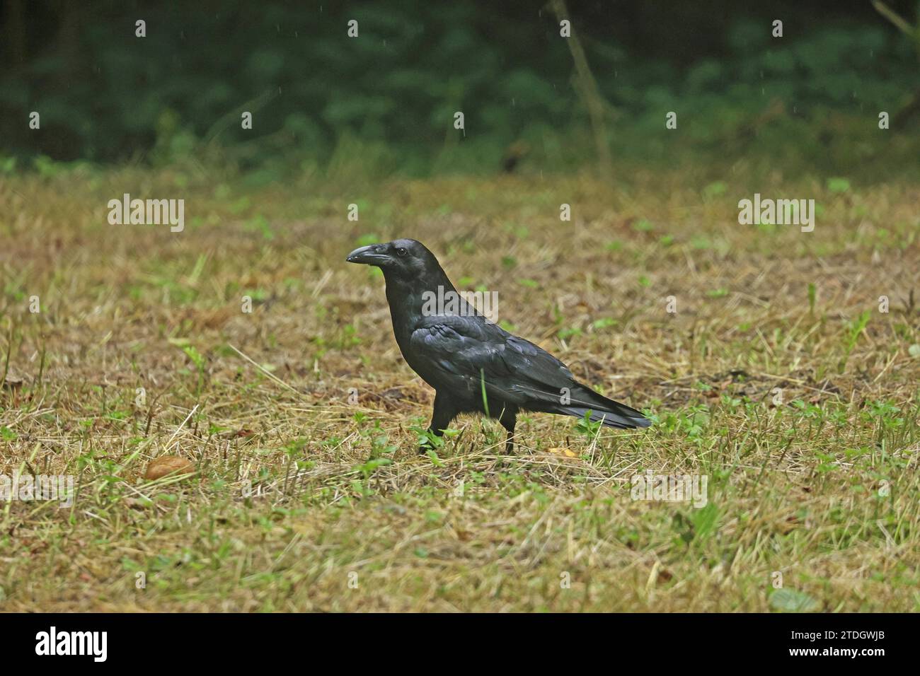 Comune di Corvo Imperiale (Corvus corax) Foto Stock