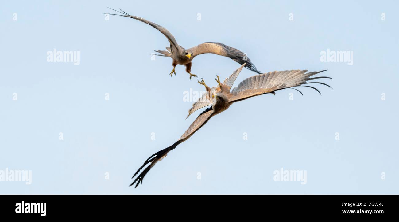 Aquilone a becco giallo (Milvus migrans aegyptius), due rapaci a testa in giù in volo, lotta tra due uccelli, riserva di caccia Moremi, Botswana Foto Stock