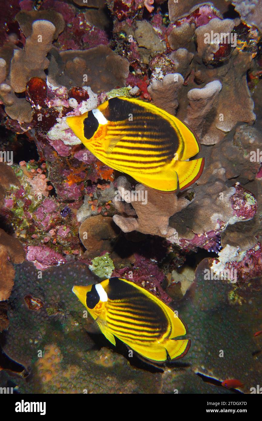 Coppia di pesci farfalla diagonali (Chaetodon fasciatus), sito di immersione um Arouk, Saint Johns Reef, Mar Rosso, Egitto Foto Stock