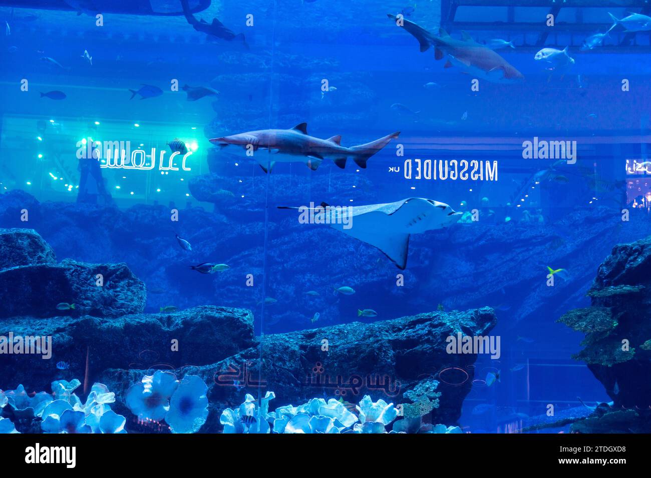 Dubai, Emirati Arabi Uniti. 18 dicembre 2023. I visitatori guardano i pesci selvatici in un acquario situato nel Dubai Mall, con riflessi delle vetrine dei negozi sul vetro dell'acquario nel centro di Dubai. Credito: Dominika Zarzycka/Alamy Live News Foto Stock