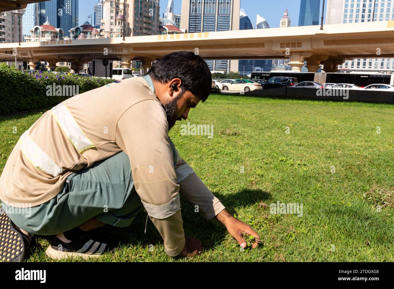Dubai, Emirati Arabi Uniti. 18 dicembre 2023. Un uomo bagna l'erba nel centro di Dubai, Emirati Arabi Uniti, in una calda mattinata. Credito: Dominika Zarzycka/Alamy Live News Foto Stock