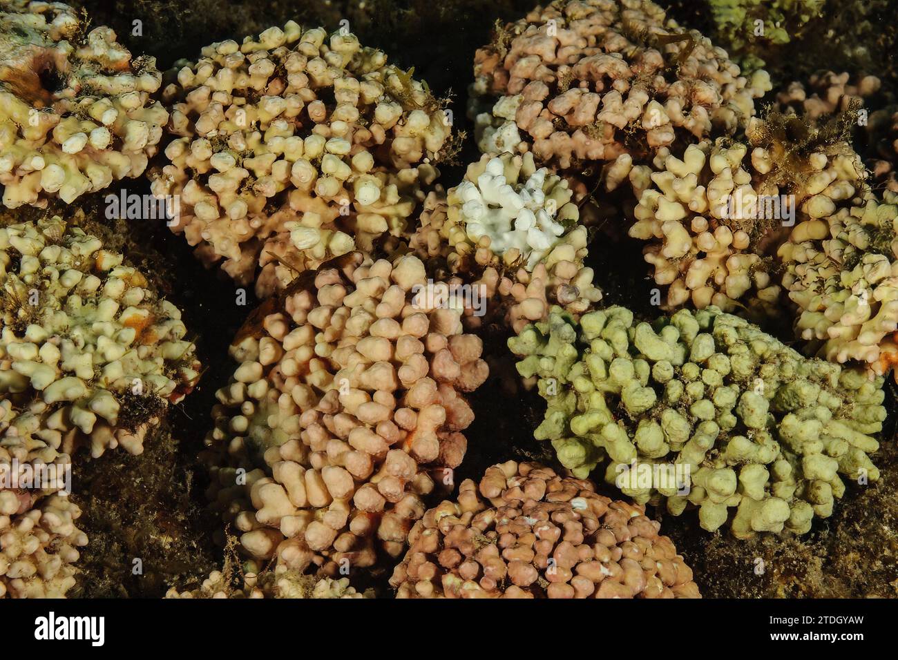 Foto subacquea di alghe rosse calcaree (Corallinaceae) al largo di Popcorn Beach a Fuerteventura, Oceano Atlantico, Arcipelago Macaronesiano, Orientale Foto Stock