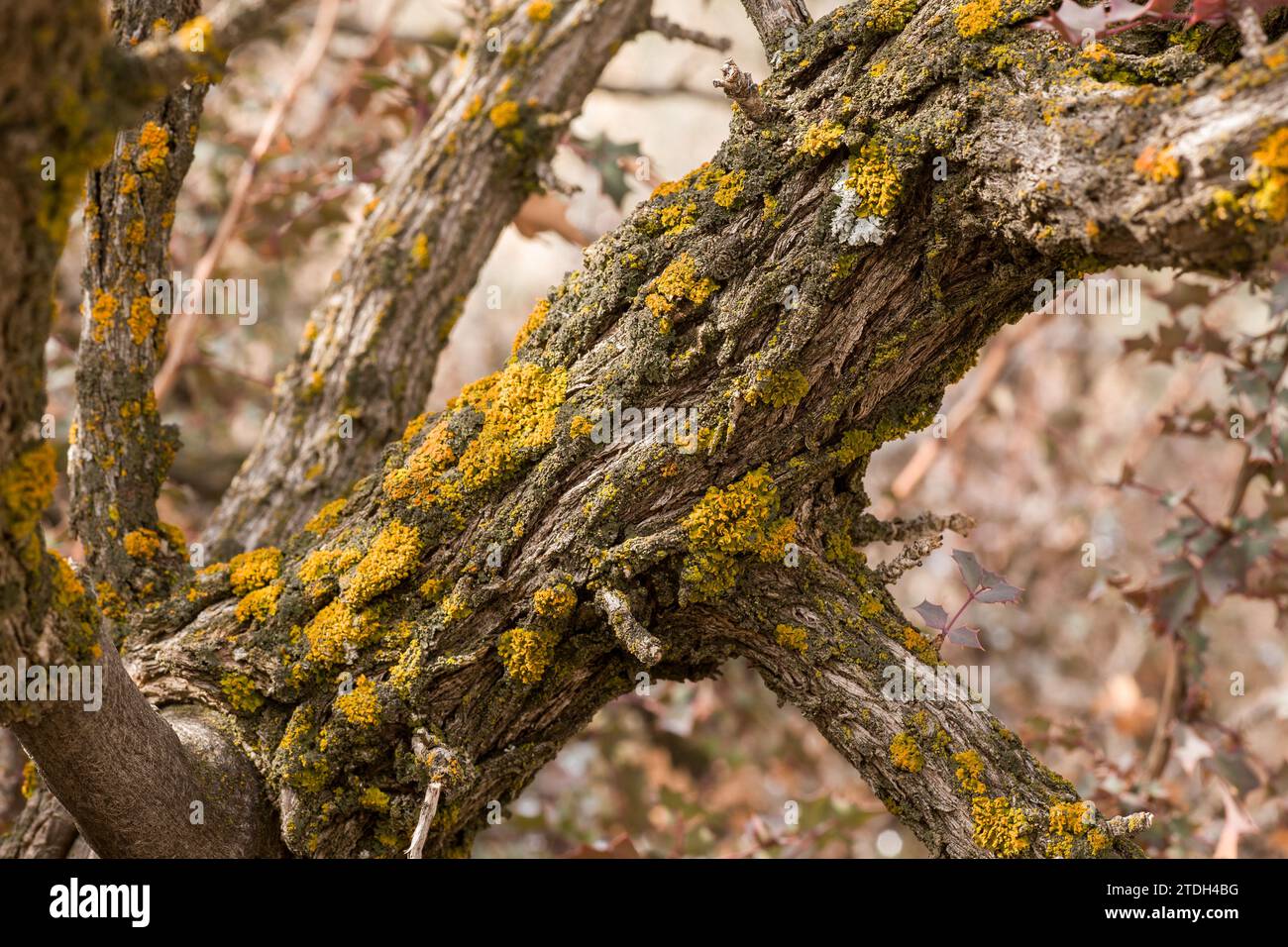 Licheni a foglie colorate su un ramo d'albero nel deserto nel Sego Canyon vicino a Thompson, Utah. Foto Stock