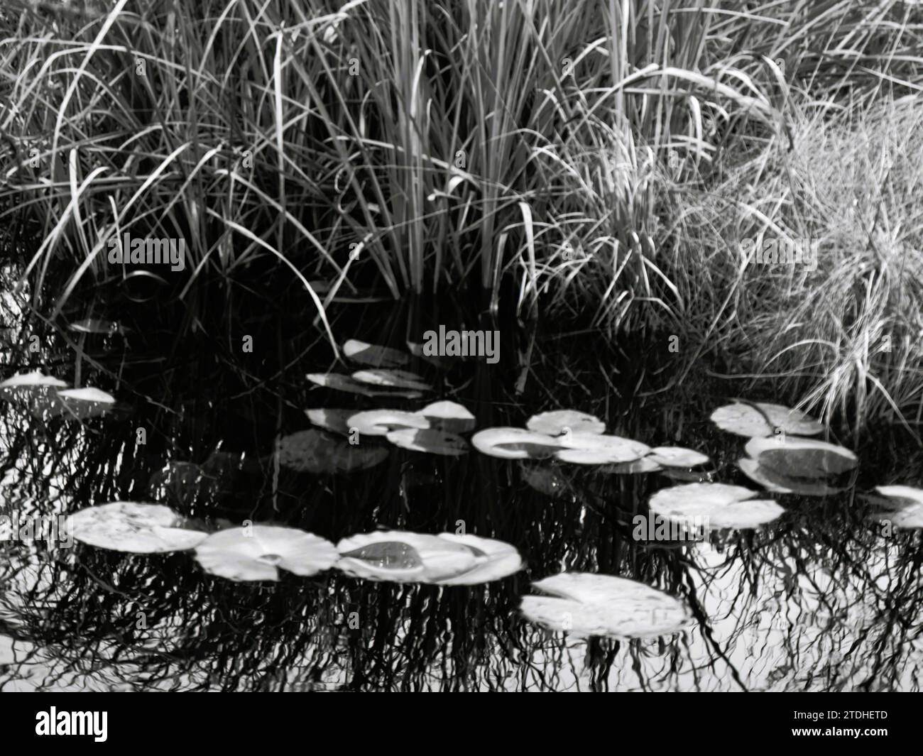 Monocromatico di gigli d'acqua, erba alta e acqua Foto Stock