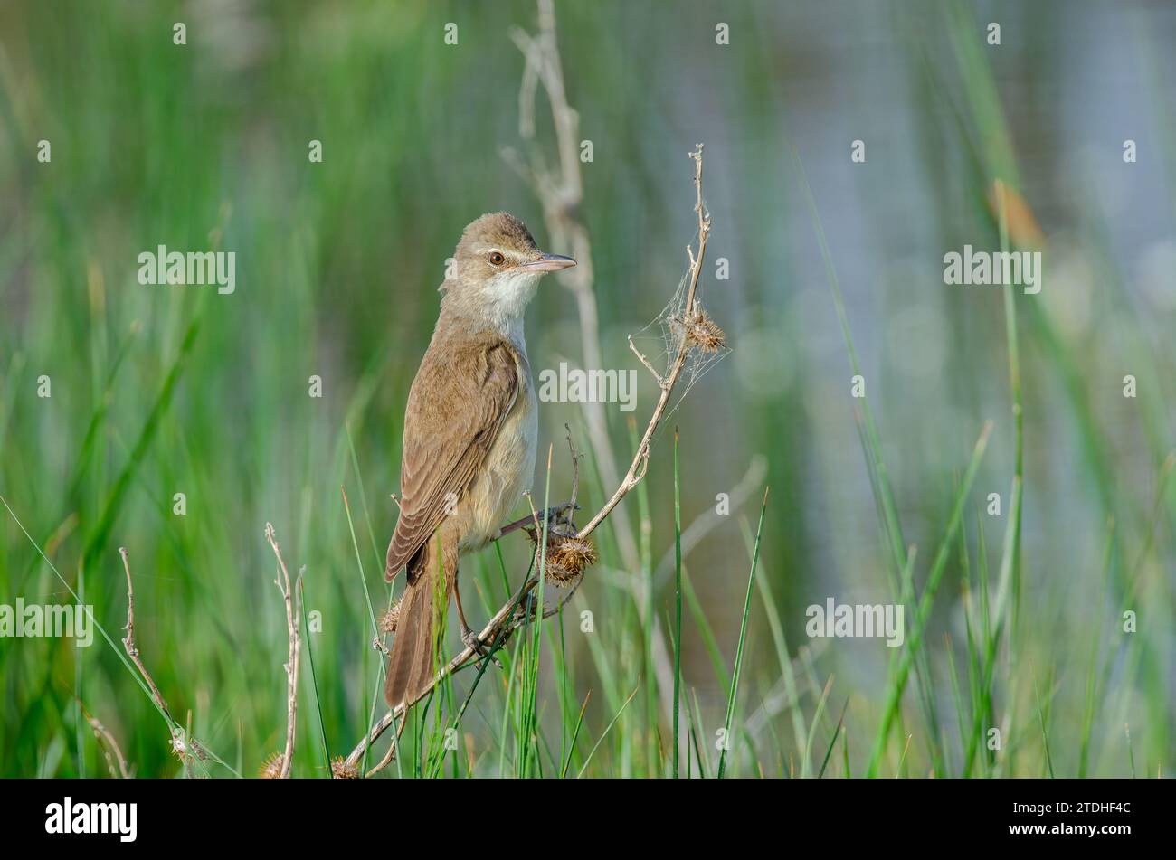 Il grande cannone di canna (Acrocephalus arundinaceus), primo piano dell'uccello che si nutre tra le erbe in una zona umida in primavera. Foto Stock