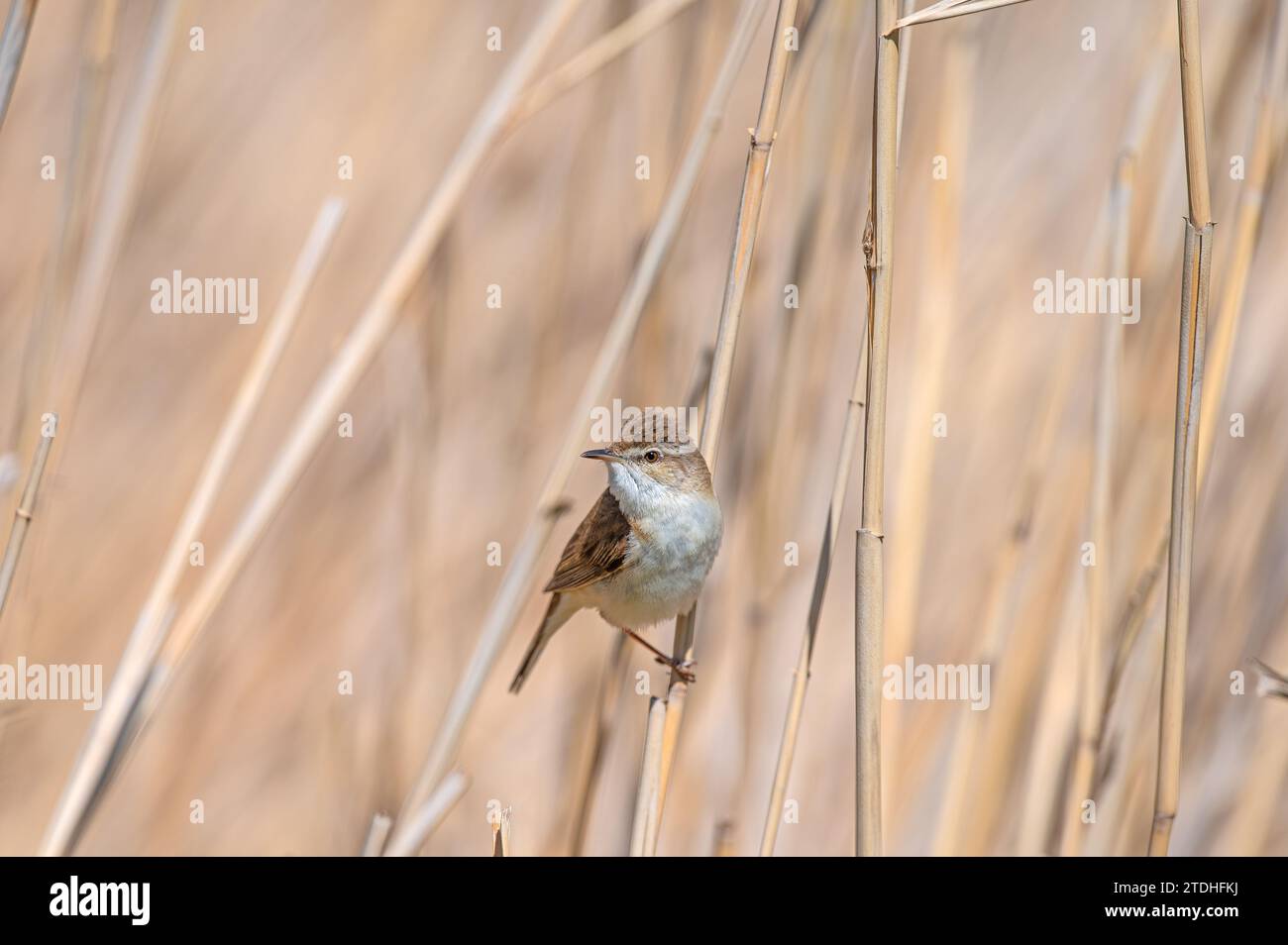 Paddyfield Warbler, Acrocephalus agricola, in una zona umida, su una pianta di fanghi. Foto Stock