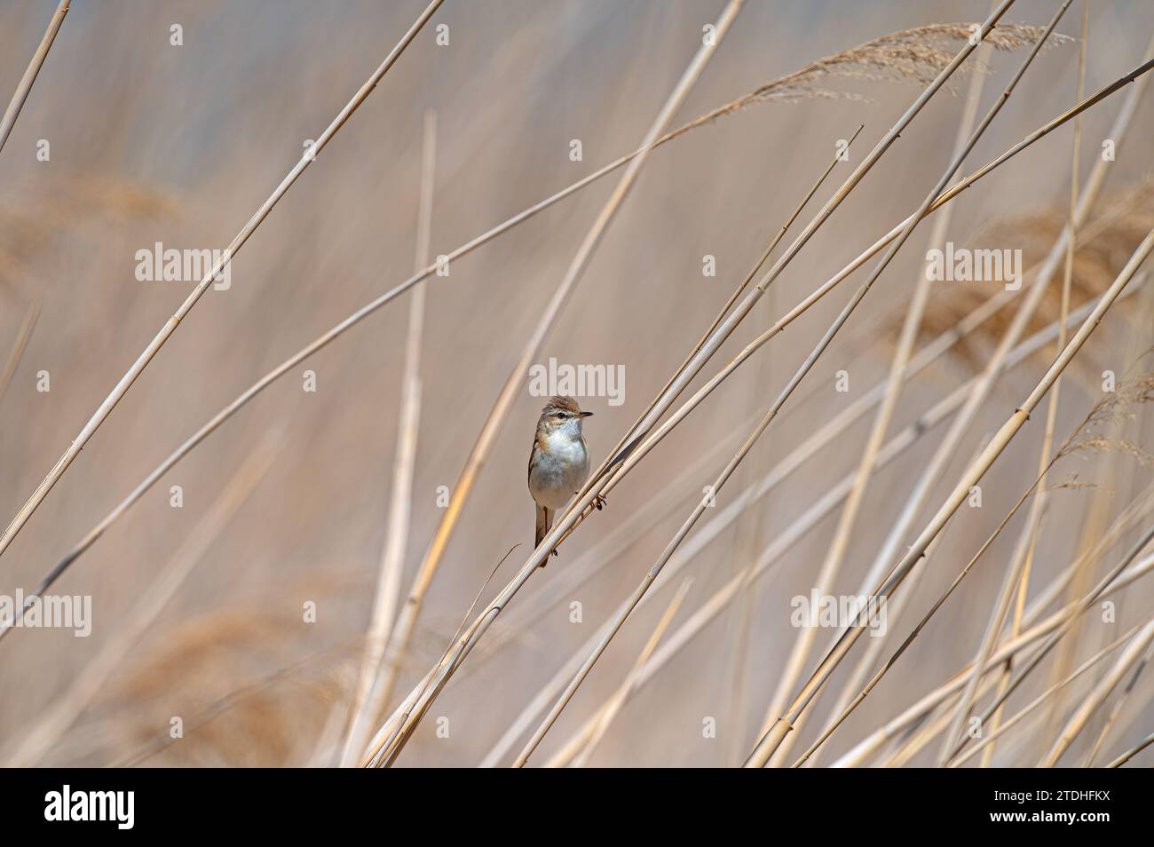 Paddyfield Warbler, Acrocephalus agricola, in una zona umida, su una pianta di fanghi. Foto Stock