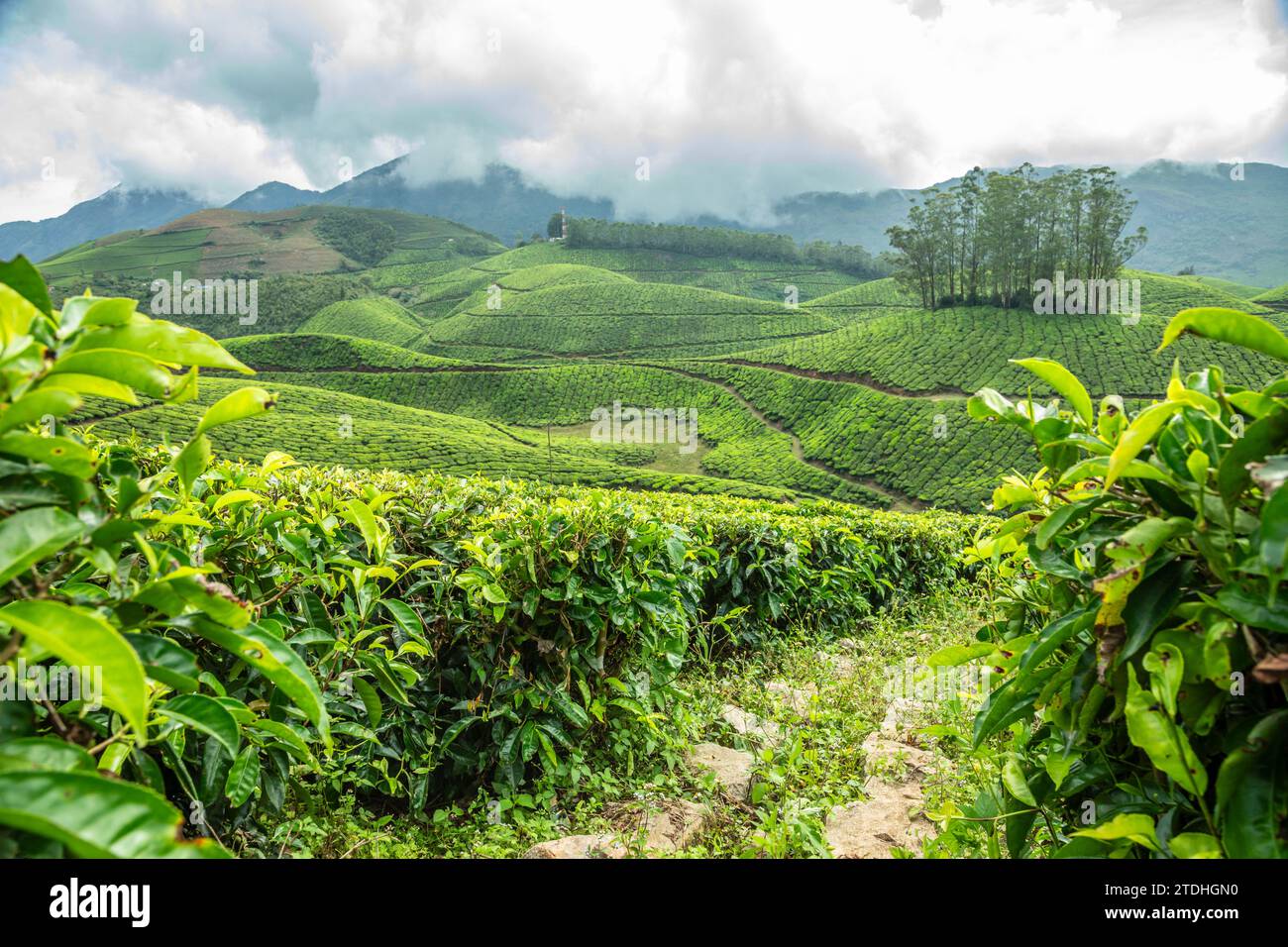 Campi verdi di piantagioni di giardini di tè sul paesaggio collinare, Munnar, Kerala, India meridionale Foto Stock