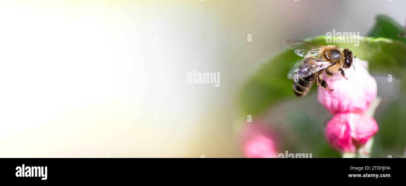Api mellifere che impollinano un fiore rosa di un melo in primavera Foto Stock