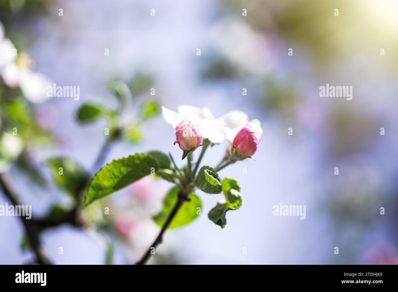 Melo in fiore in primavera. Primo piano. Messa a fuoco morbida. Foto Stock
