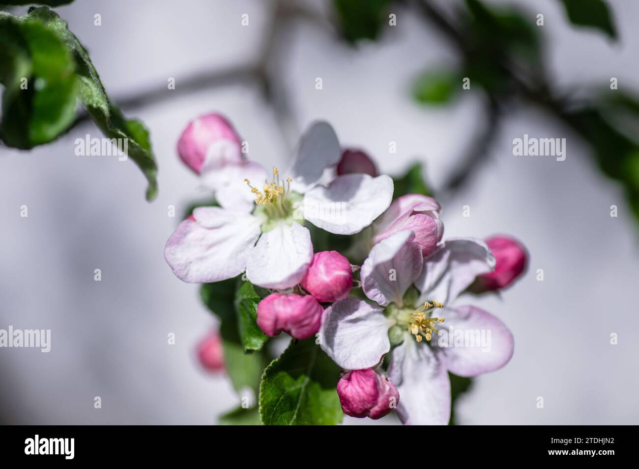 Fioritura di mele in primavera, macro shot, bassa profondità di campo Foto Stock