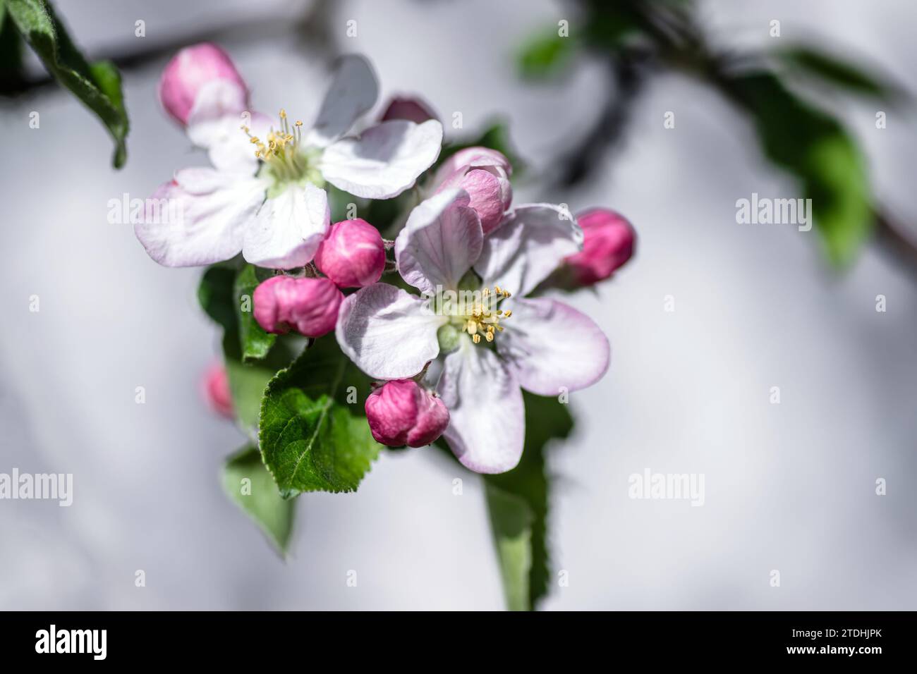 Fioritura primaverile di mele con fiori rosa e bianchi. Profondità di campo ridotta. Foto Stock