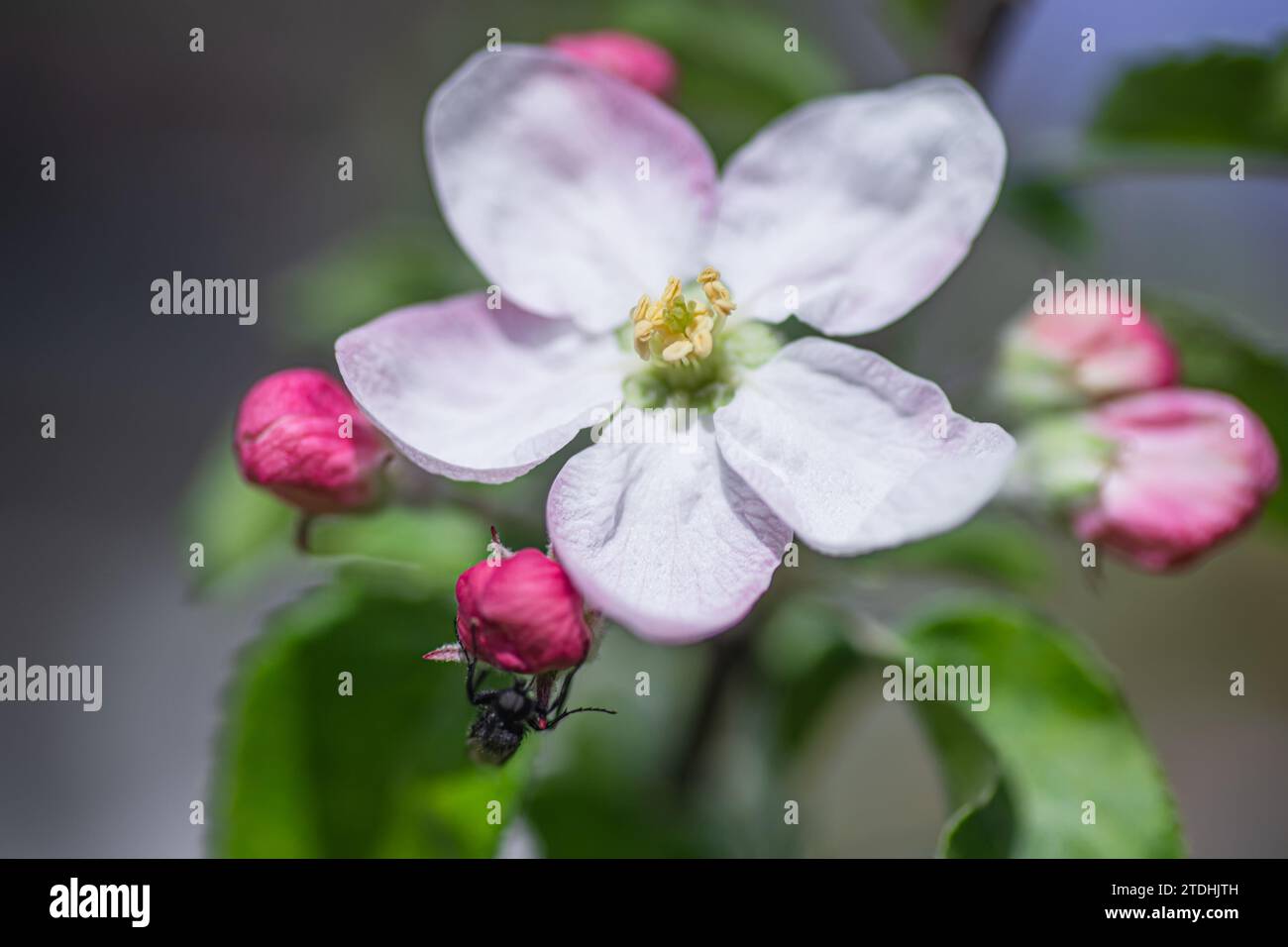 Fioritura dell'albero di mele in primavera, primo piano, messa a fuoco selettiva Foto Stock