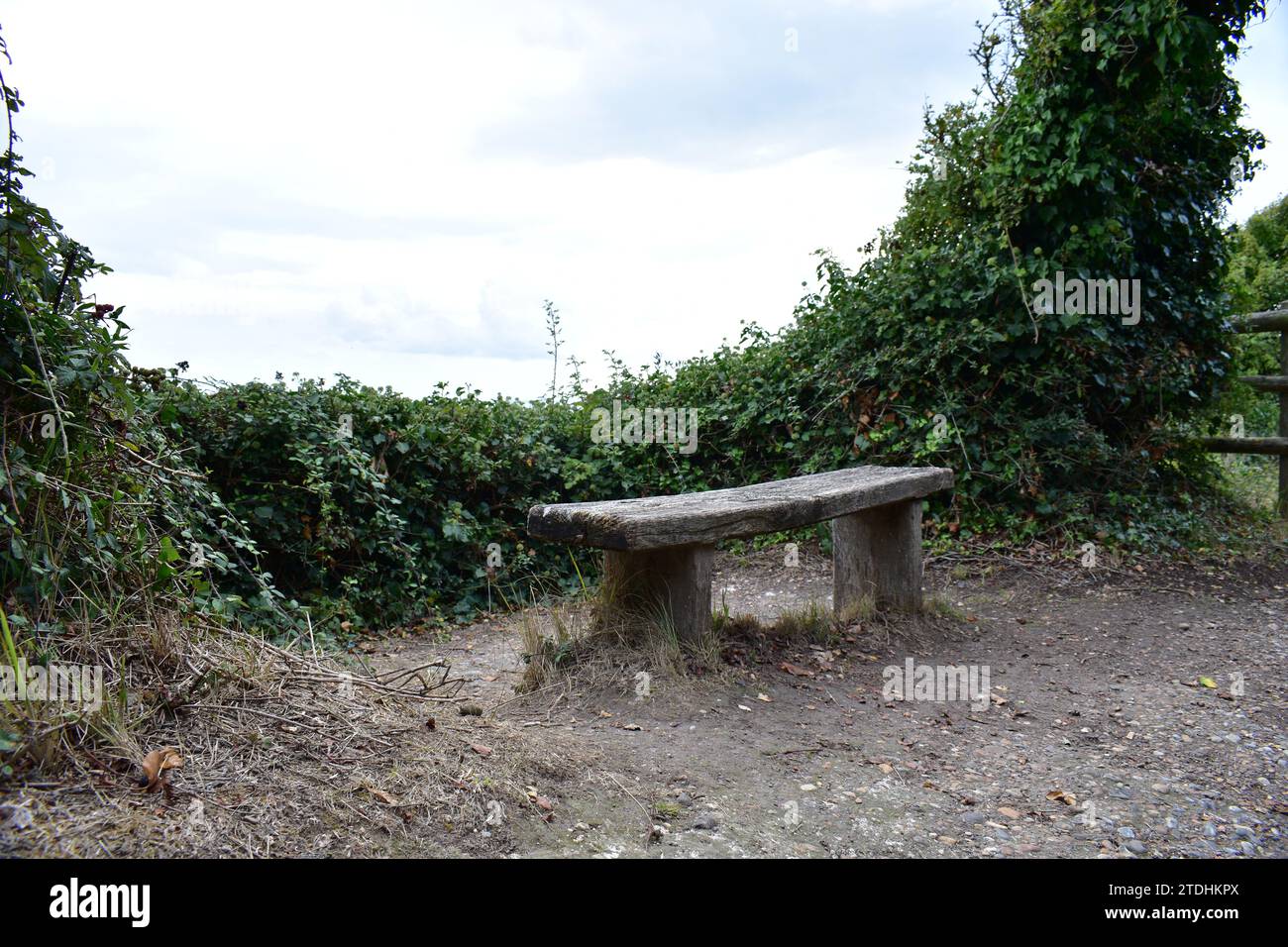 Una panchina di legno circondata da un muro fatto di piante di edera alle bianche scogliere di dover Foto Stock