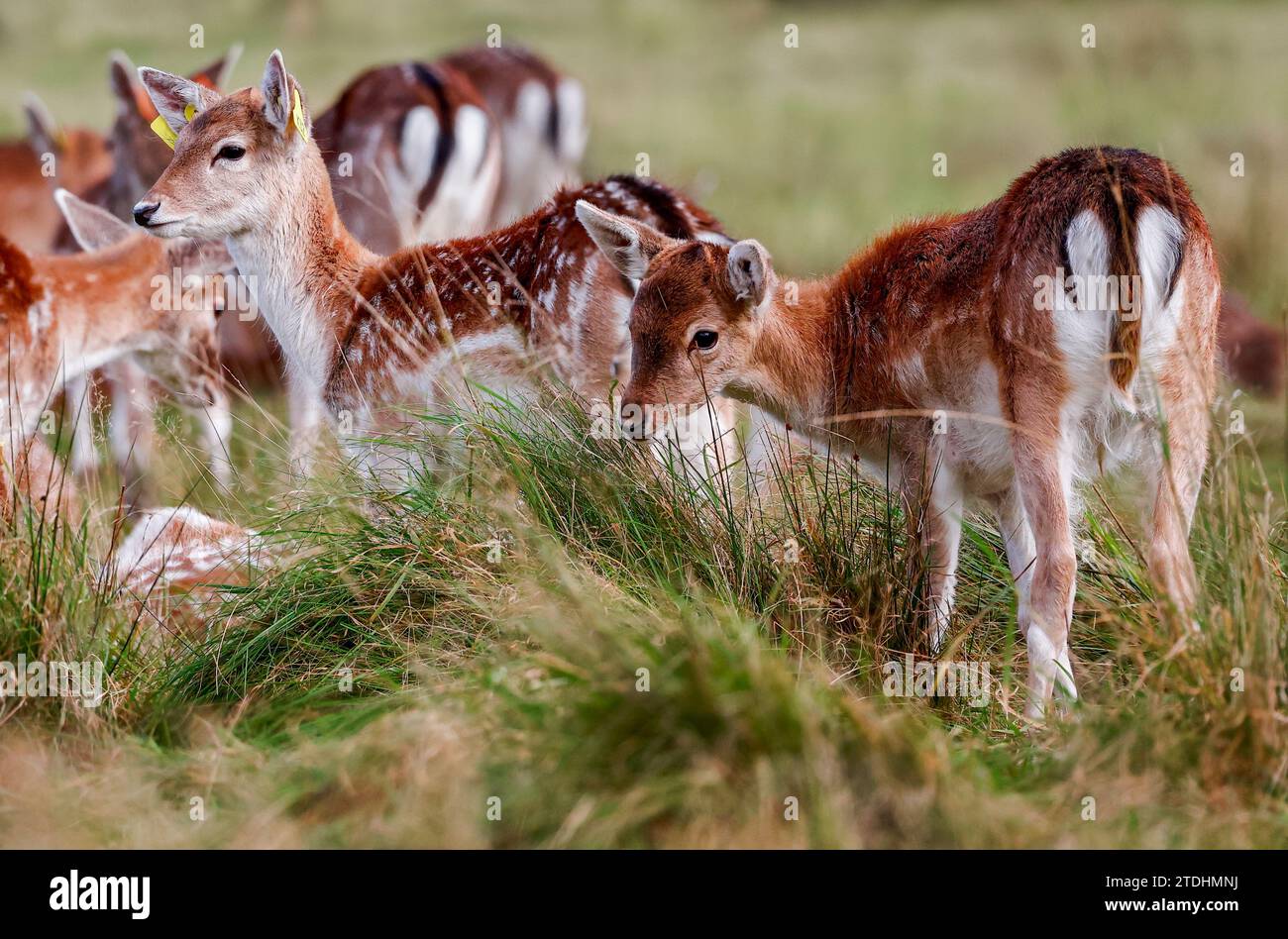 Primo piano due cervi europei "Dama dama" nel Phoenix Park, Dublino, Irlanda. Animale selvatico con bellissimi occhi grandi e cappotto di pelliccia marrone. Foto Stock