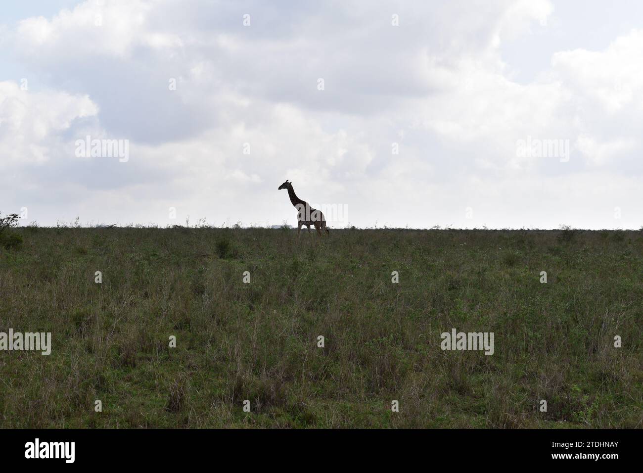Sagoma di un'alta giraffa in piedi da sola nelle pianure erbose della savana nel Parco Nazionale di Nairobi Foto Stock