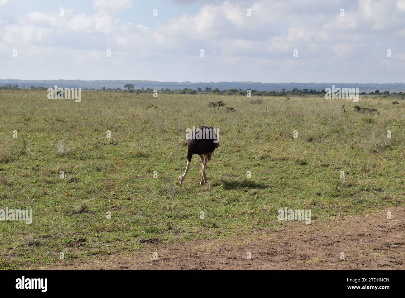 Uno struzzo adulto che pascolava nelle pianure erbose del Nairobi National Park Foto Stock