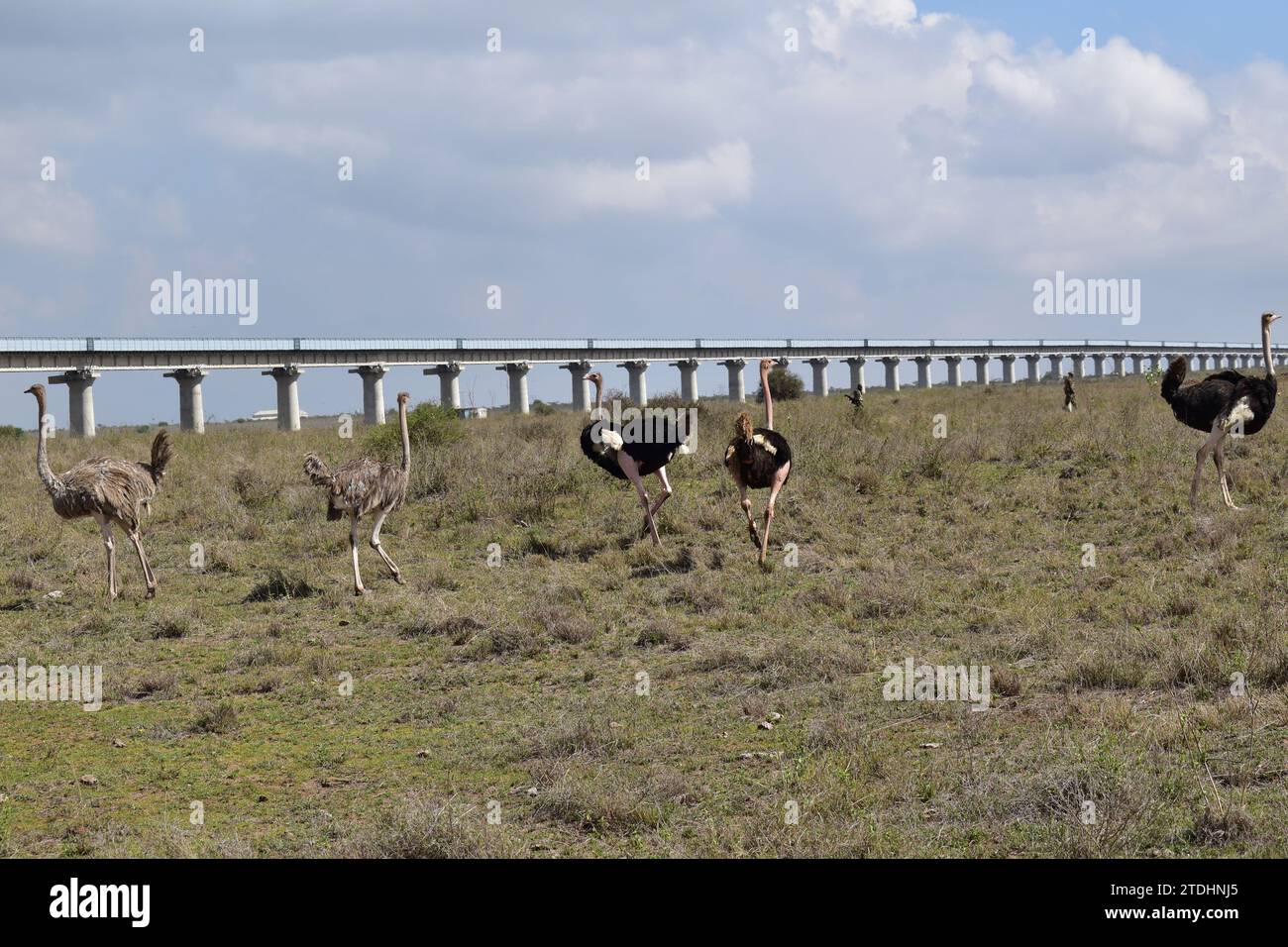 Uno stormo di struzzi sulle pianure erbose con ranger armati sullo sfondo nel Parco Nazionale di Nairobi Foto Stock