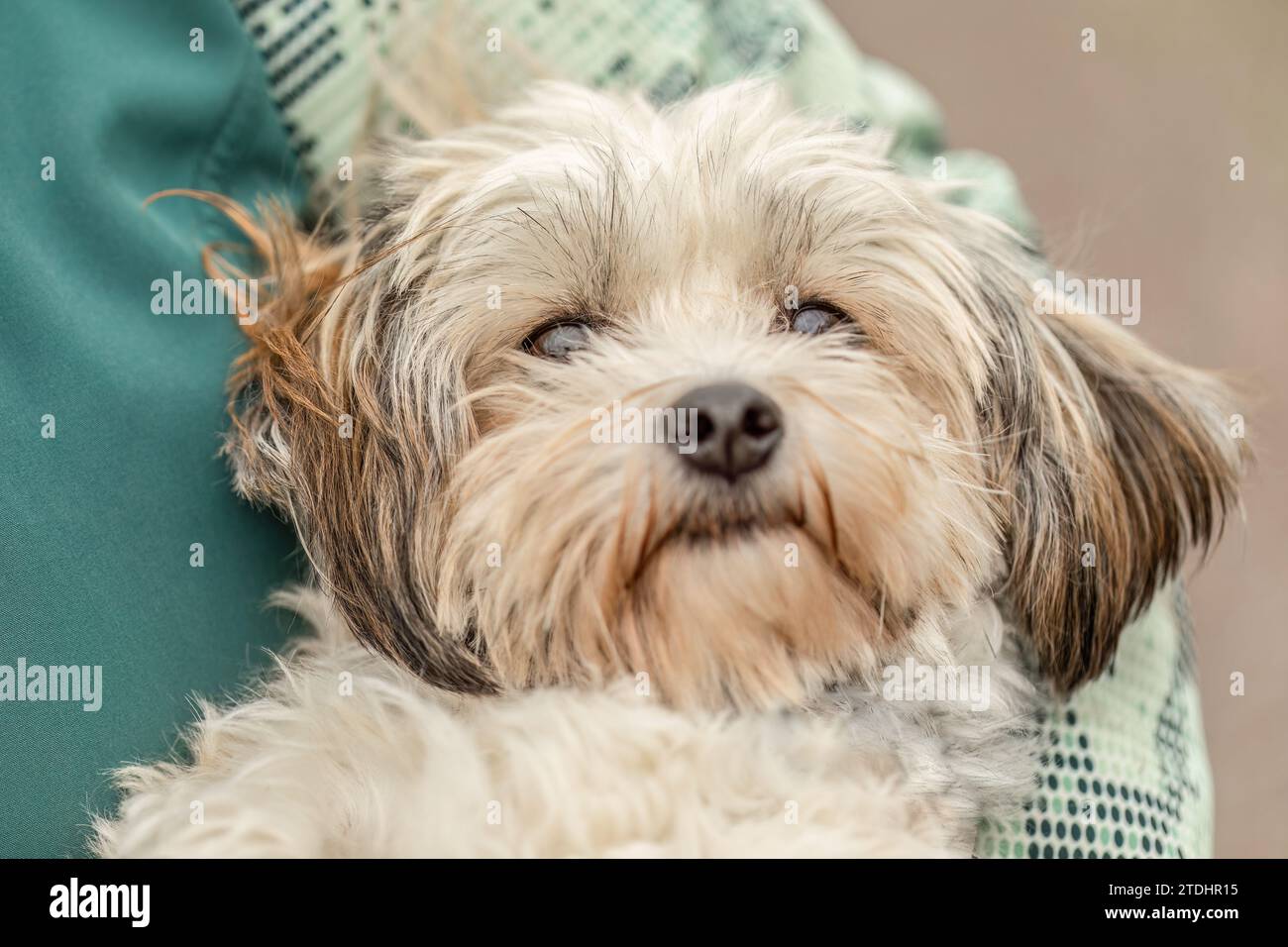 Un simpatico cane bianco maltese incrociato in autunno all'aperto Foto Stock