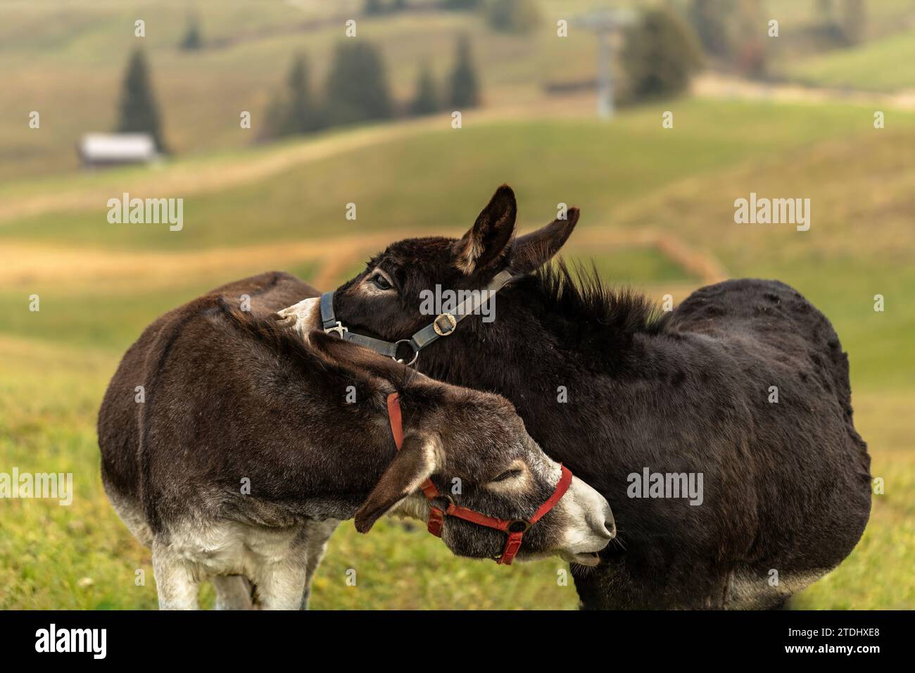 Due asini su un alpeggio italiano in autunno all'aperto Foto Stock