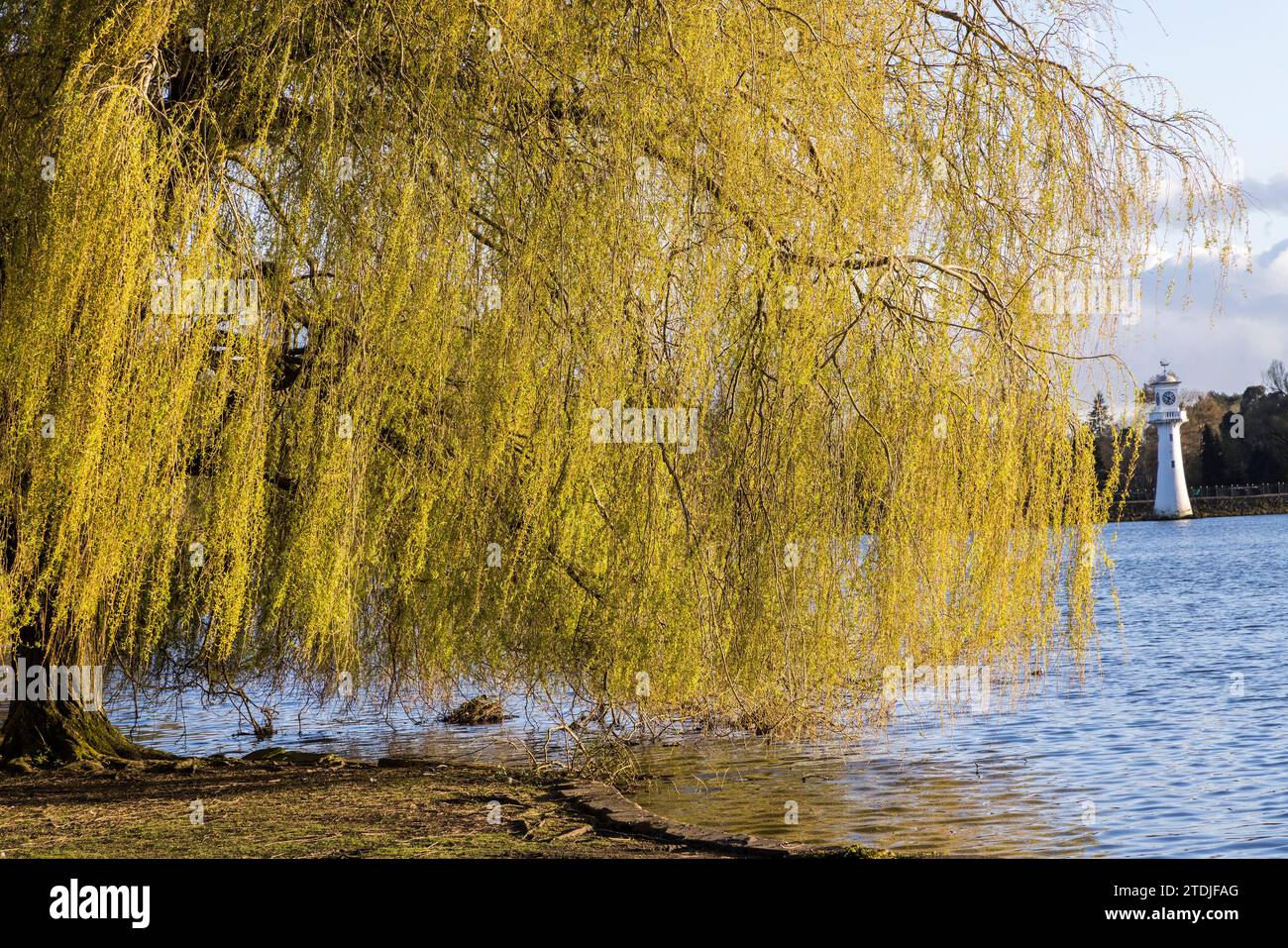 Fogliame che sovrasta il lago Roath Park con sullo sfondo il monumento commemorativo Scott, Cardiff, Galles, Regno Unito Foto Stock