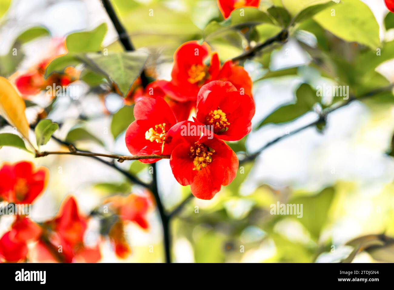 Fiori rossi di cotogna giapponese (Chaenomeles japonica) Foto Stock