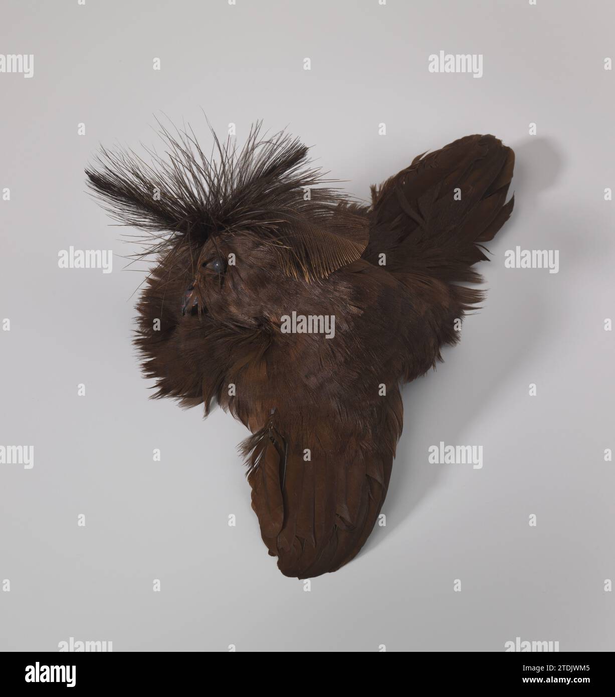 Hoedengarneertel; Un uccello bruno con becco nero e ali sparse, anonimo, c. 1880 - c. 1940 Hoedengarneertel; Un uccello bruno con becco nero e ali sparse. La testa dell'uccello poggia sulla parte inferiore del corpo. L'uccello ha capovolto le piume extra. Europa occidentale . Hoedengarneertel; Un uccello marrone con becco nero e ali sparse. La testa dell'uccello poggia sulla parte inferiore del corpo. L'uccello ha capovolto le piume extra. Europa occidentale . Foto Stock