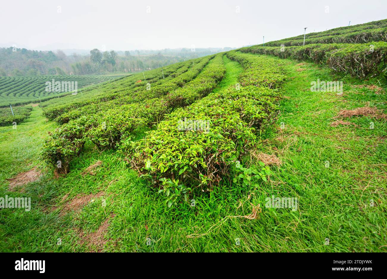 Centinaia di file di lussureggianti piante thailandesi di tè, regolarmente cosparse di acqua per mantenersi in buona salute, in una delle grandi aree di coltivazione del tè della Thailandia. Una lan nebbiosa e fumosa Foto Stock